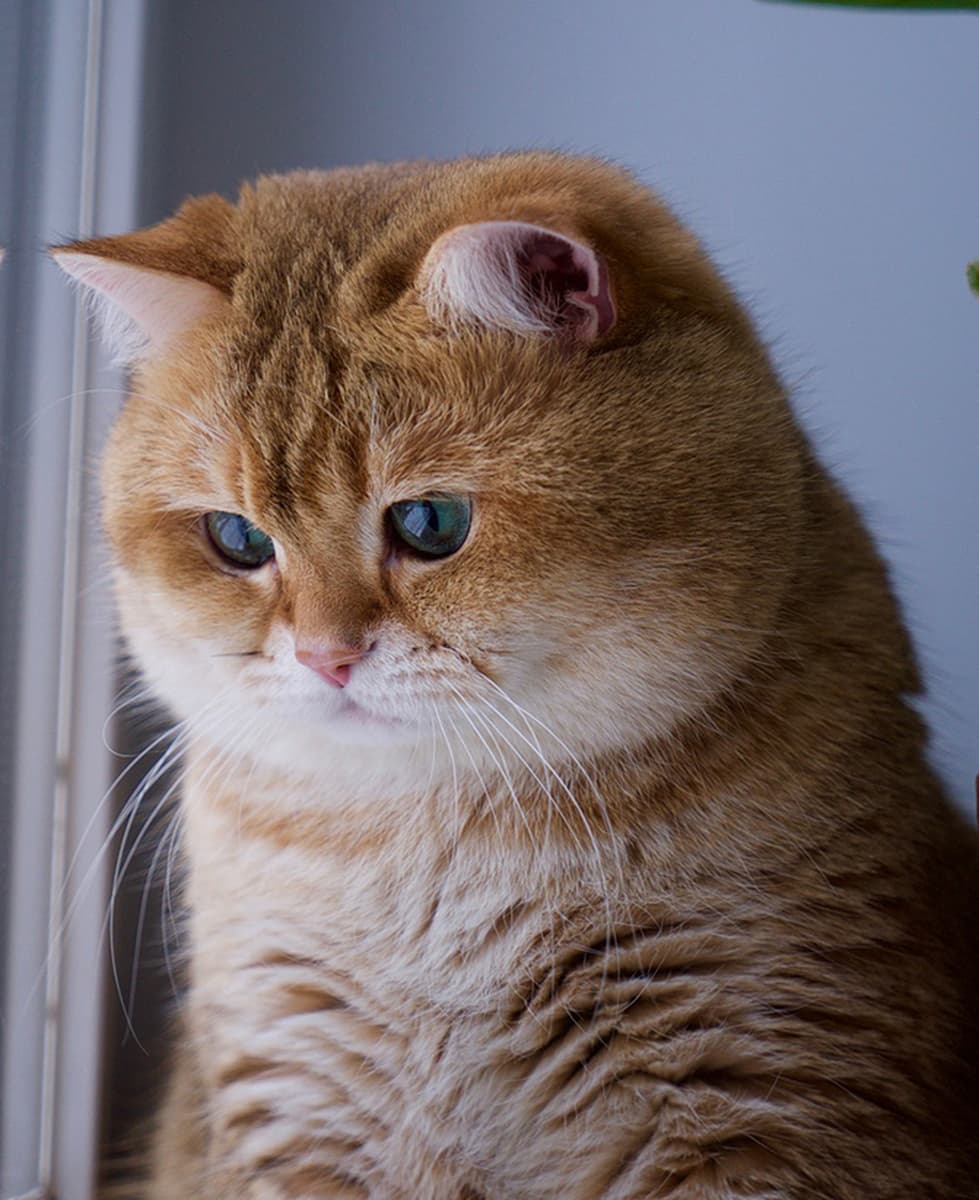 2025 трансграничные европейские и американские новые весенне-осенние толстовки с заниженными плечами, толстовки с принтом,...