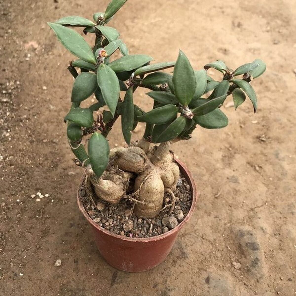 Женьшень молочай Трибуна Жизнь Даджи Диаметр корня клубня Форма плоти Хороший офис Маленький бассейн Реальный снимок