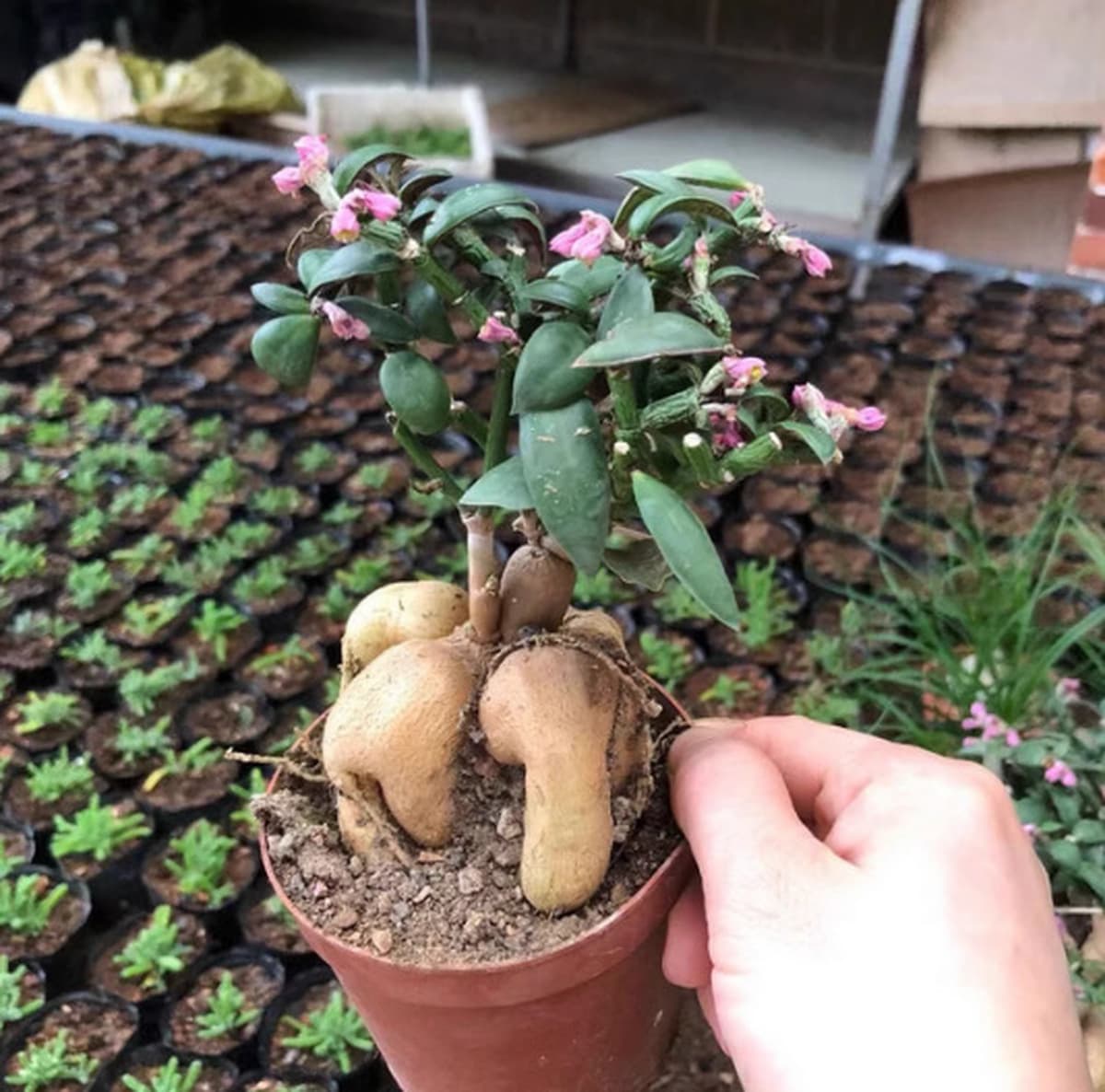 Женьшень молочай Трибуна Жизнь Даджи Диаметр корня клубня Форма плоти Хороший офис Маленький бассейн Реальный снимок