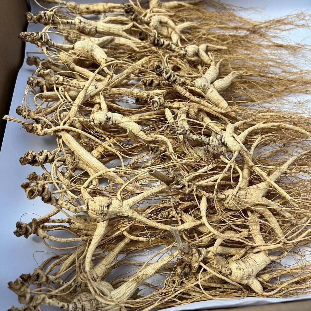 Чанбай Горный Лес Горный Спуск Семян Женьшеня Женьшень 15-20 лет Семенные Товары Сырая Кожа Оригинальные Лесные Семена...