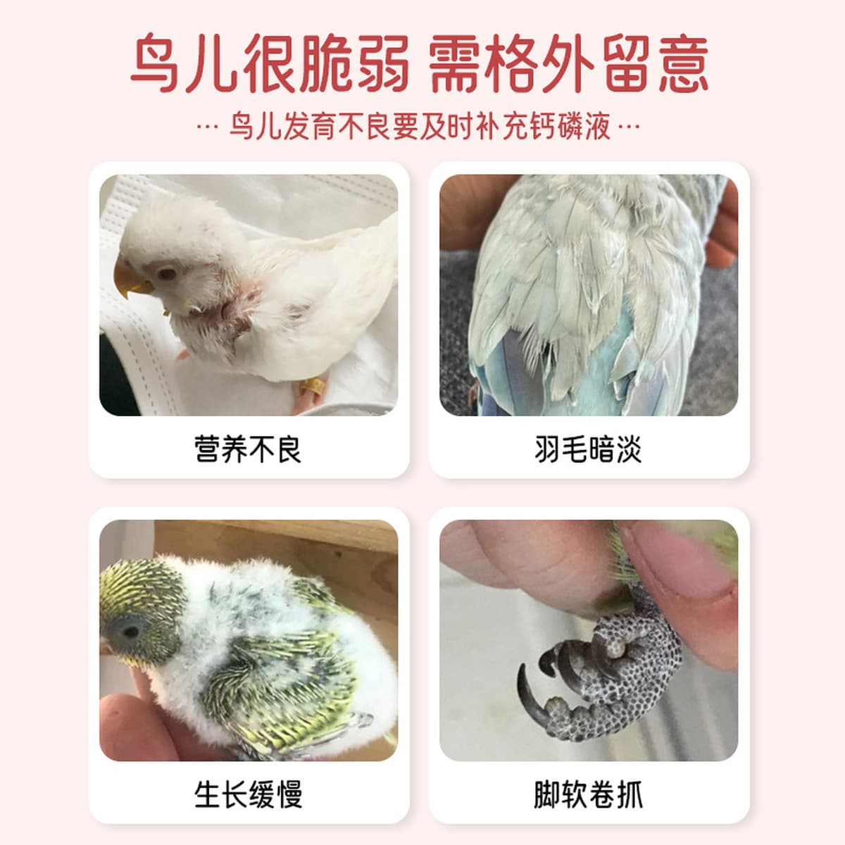 Водорастворимая жидкость кальция и фосфора для попугаев, водорастворимая добавка кальция для волнистых попугаев, корелл,...