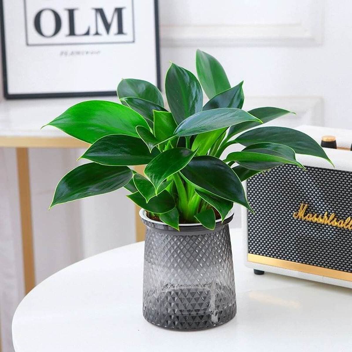 Золотистое растение в горшке, имитирующее платиновый бриллиант, с крупными зелеными листьями, гидропонное, суккулент, легко...