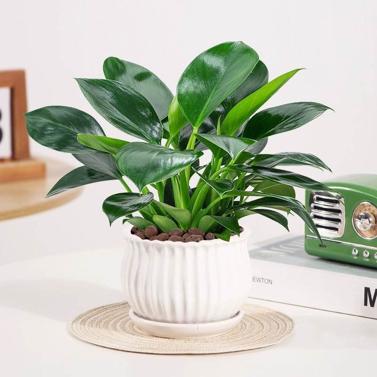 Золотистое растение в горшке, имитирующее платиновый бриллиант, с крупными зелеными листьями, гидропонное, суккулент, легко...