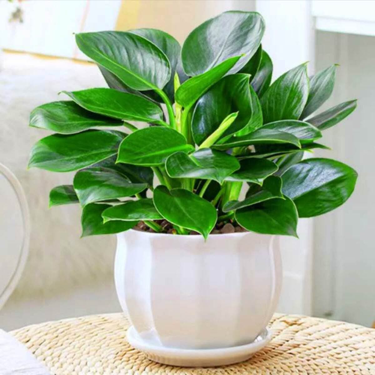 Золотистое растение в горшке, имитирующее платиновый бриллиант, с крупными зелеными листьями, гидропонное, суккулент, легко...