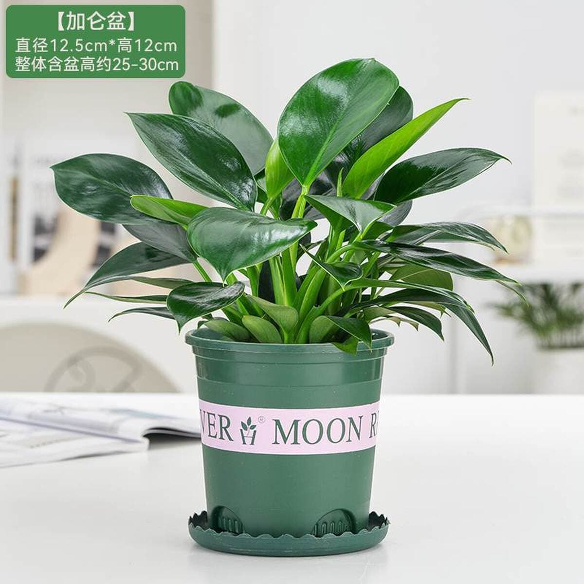 Золотистое растение в горшке, имитирующее платиновый бриллиант, с крупными зелеными листьями, гидропонное, суккулент, легко...