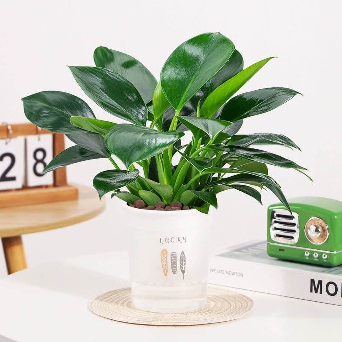 Золотистое растение в горшке, имитирующее платиновый бриллиант, с крупными зелеными листьями, гидропонное, суккулент, легко...