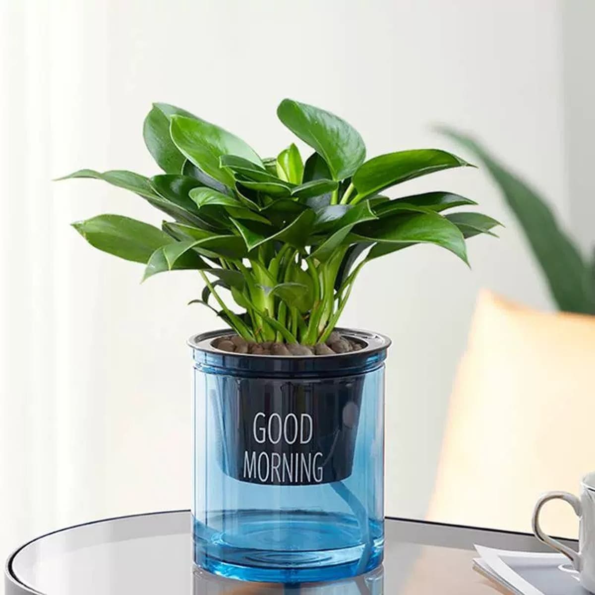 Золотистое растение в горшке, имитирующее платиновый бриллиант, с крупными зелеными листьями, гидропонное, суккулент, легко...