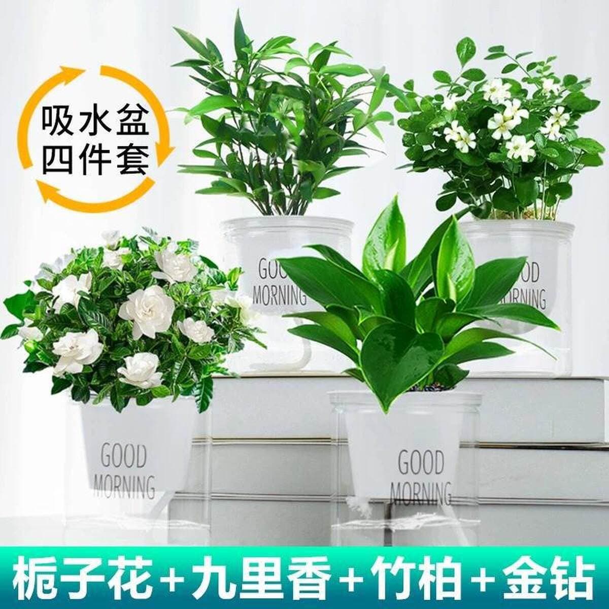 Золотистое растение в горшке, имитирующее платиновый бриллиант, с крупными зелеными листьями, гидропонное, суккулент, легко...