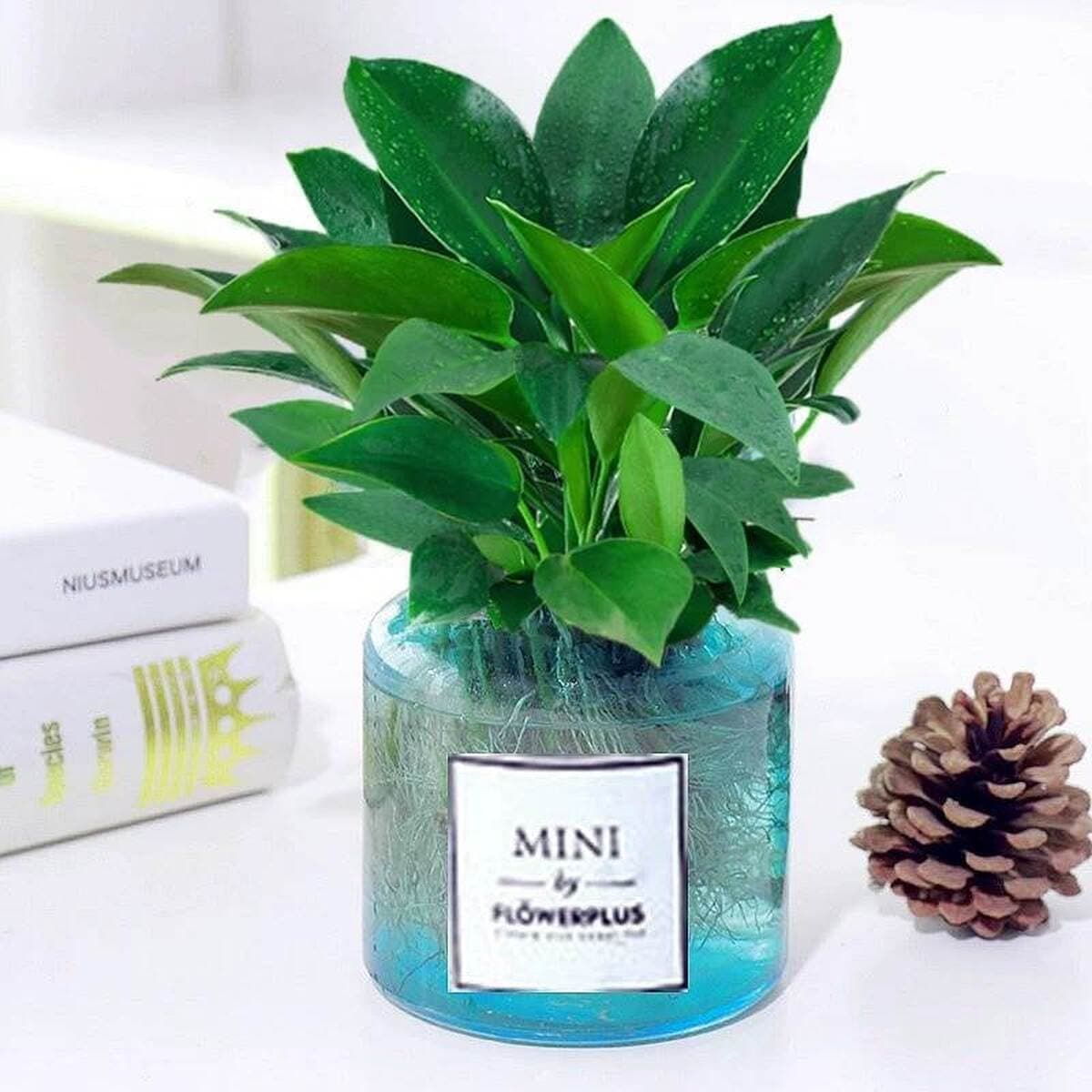 Золотистое растение в горшке, имитирующее платиновый бриллиант, с крупными зелеными листьями, гидропонное, суккулент, легко...