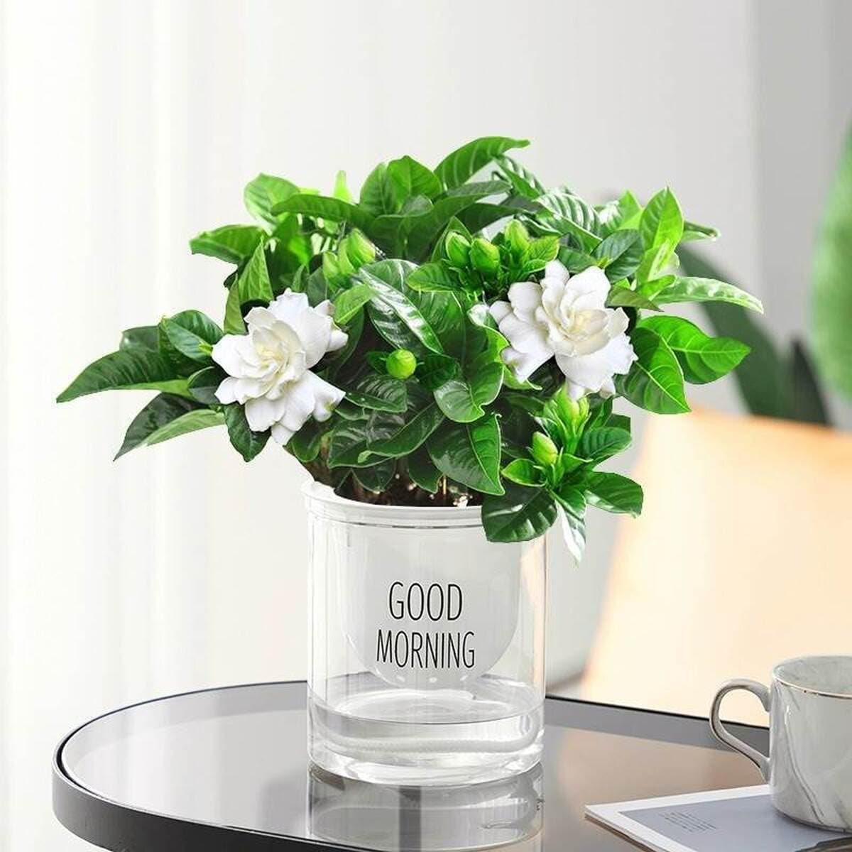 Золотистое растение в горшке, имитирующее платиновый бриллиант, с крупными зелеными листьями, гидропонное, суккулент, легко...