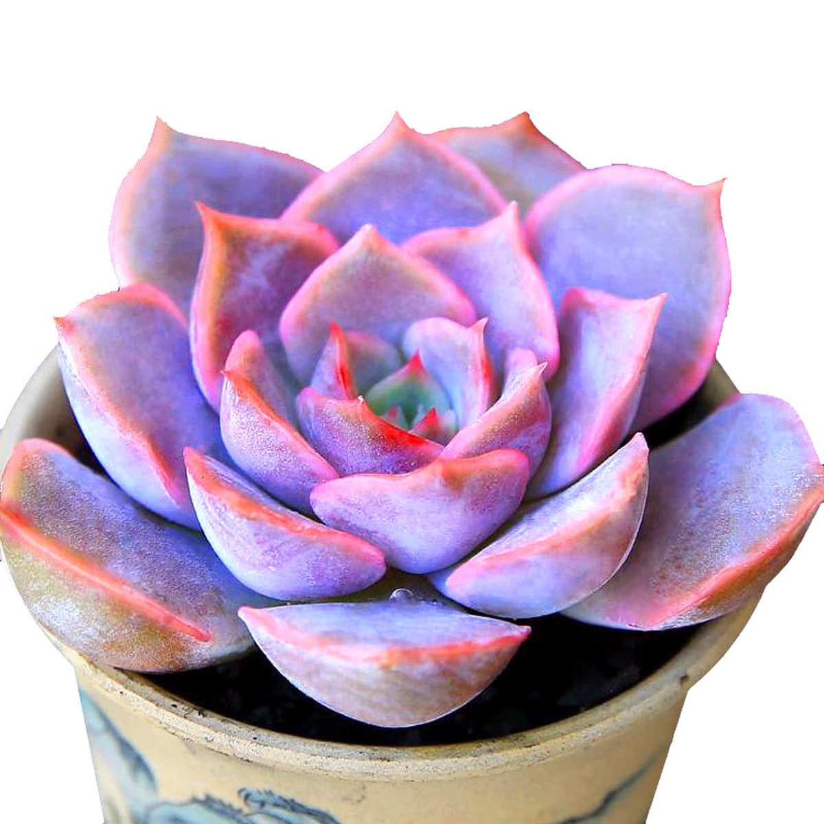 База собственного производства и продажи суккулентов оптовая продажа небольших суккулентов