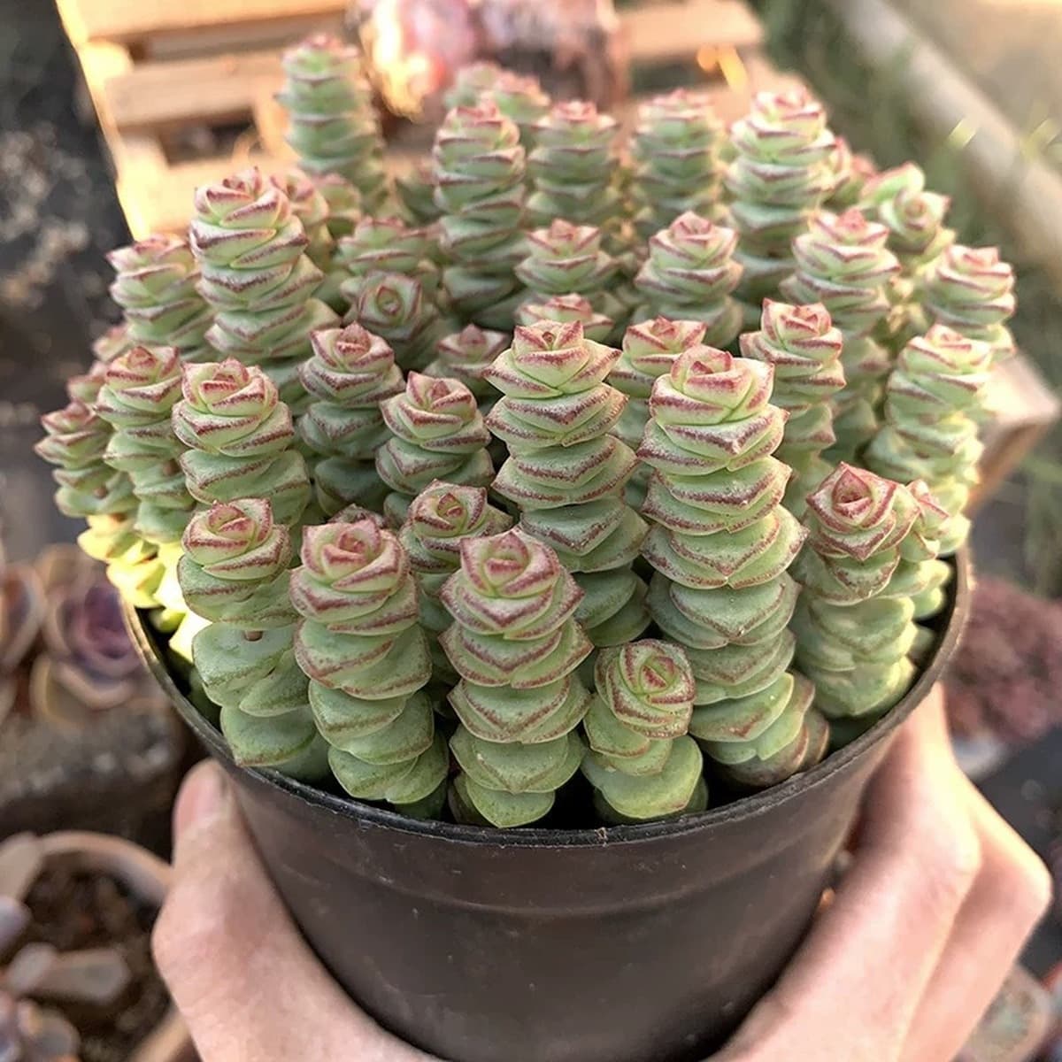 База собственного производства и продажи суккулентов оптовая продажа небольших суккулентов