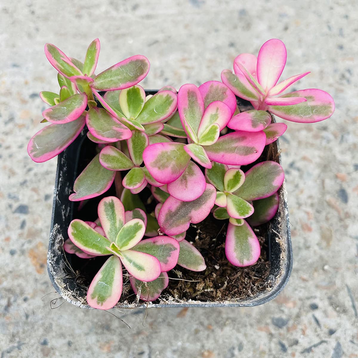 База собственного производства и продажи суккулентов оптовая продажа небольших суккулентов