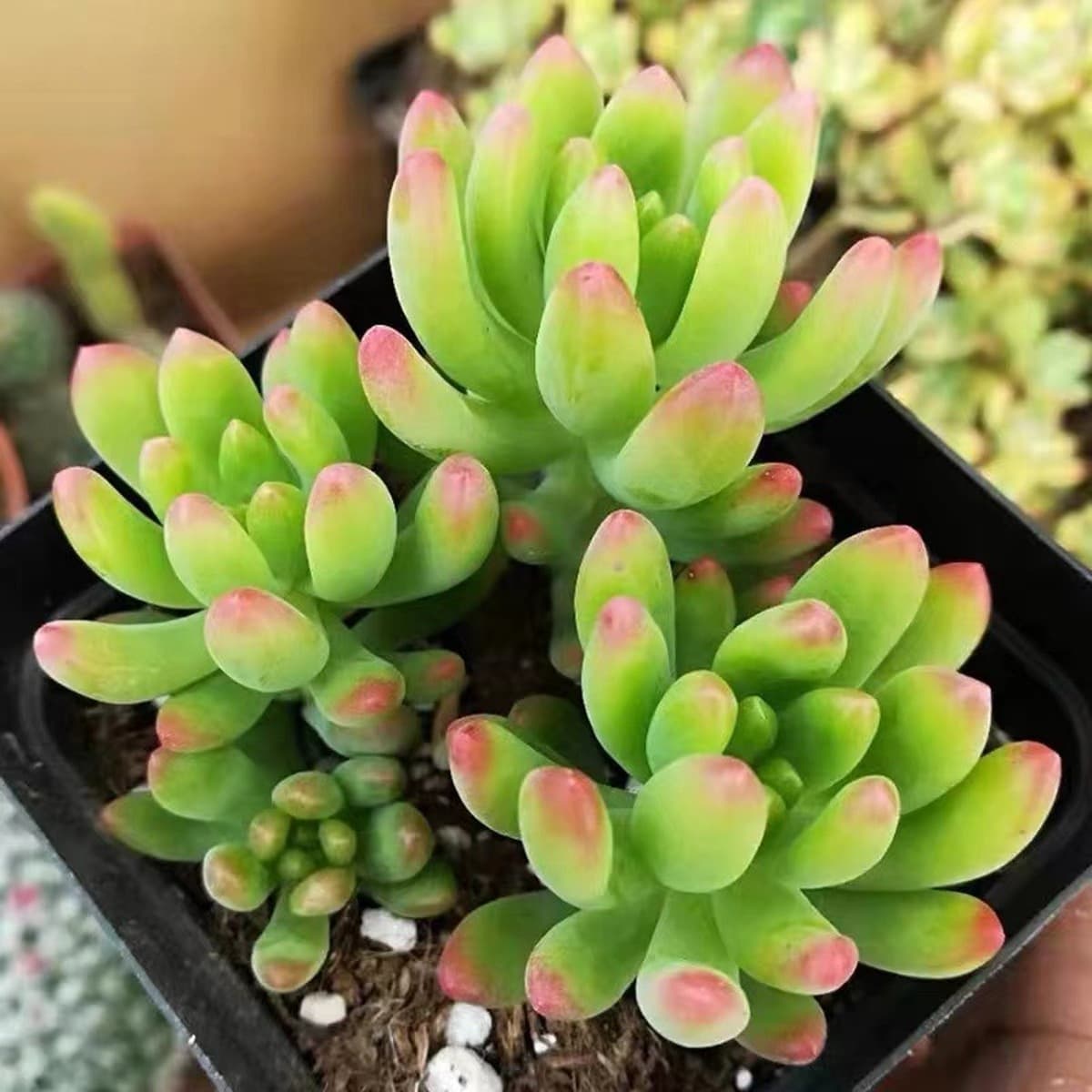 База собственного производства и продажи суккулентов оптовая продажа небольших суккулентов