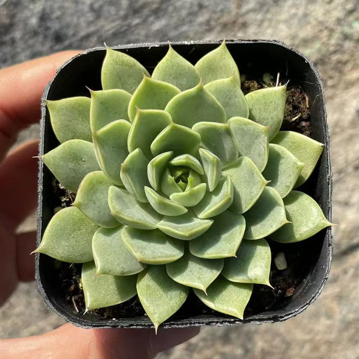 База собственного производства и продажи суккулентов оптовая продажа небольших суккулентов