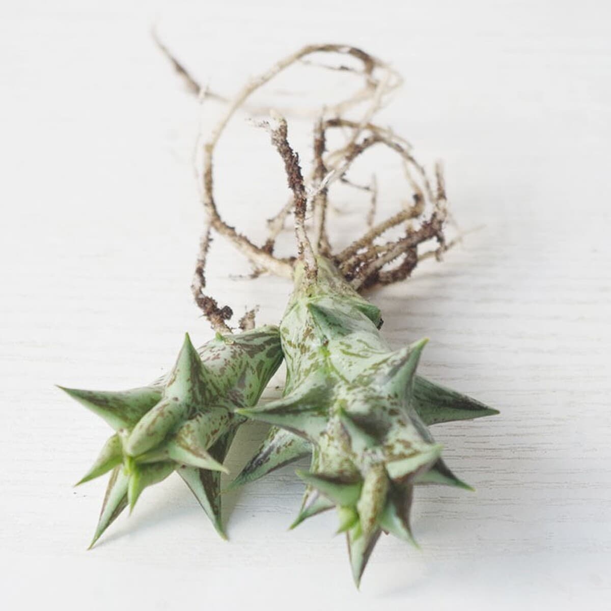 База собственного производства и продажи суккулентов оптовая продажа небольших суккулентов