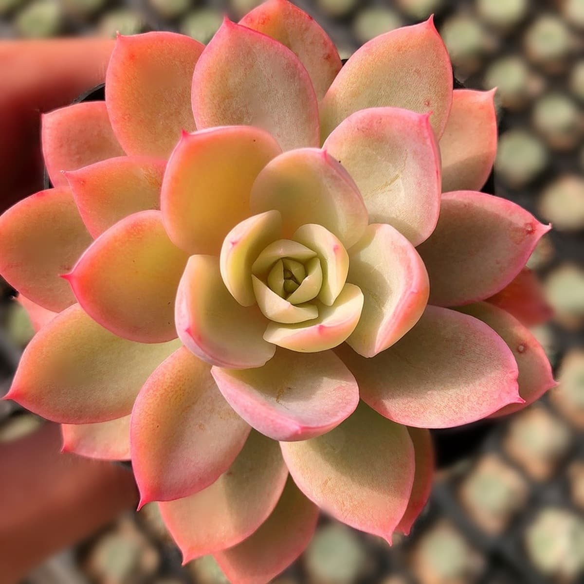 База собственного производства и продажи суккулентов оптовая продажа небольших суккулентов