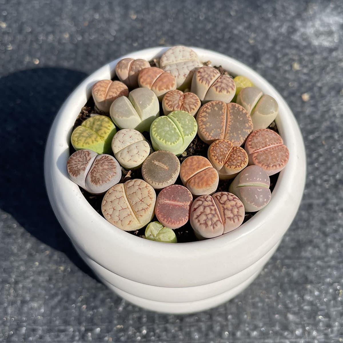 База собственного производства и продажи суккулентов оптовая продажа небольших суккулентов