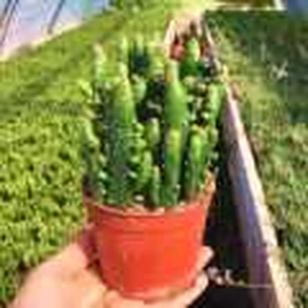 База собственного производства и продажи суккулентов оптовая продажа небольших суккулентов