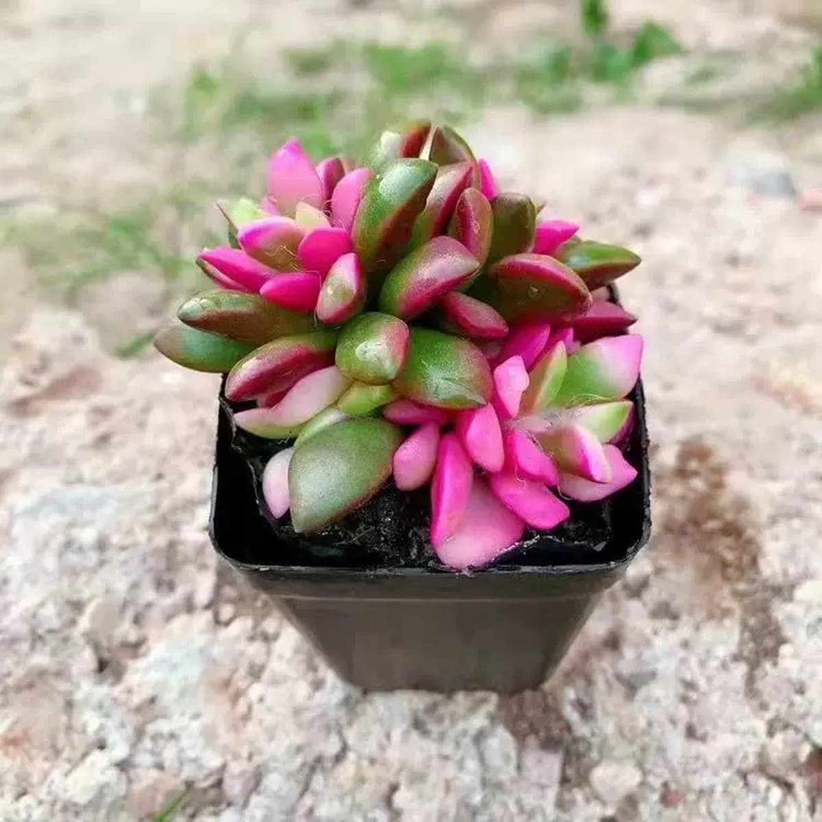 База собственного производства и продажи суккулентов оптовая продажа небольших суккулентов