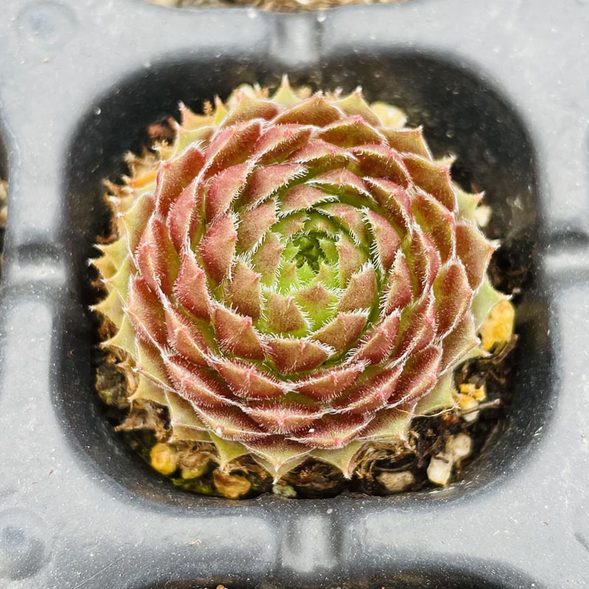 База собственного производства и продажи суккулентов оптовая продажа небольших суккулентов