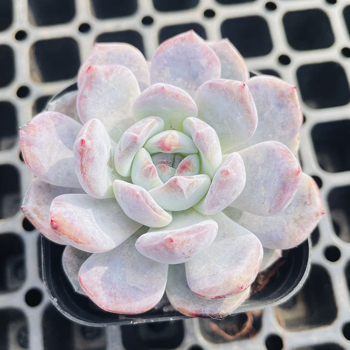 База собственного производства и продажи суккулентов оптовая продажа небольших суккулентов