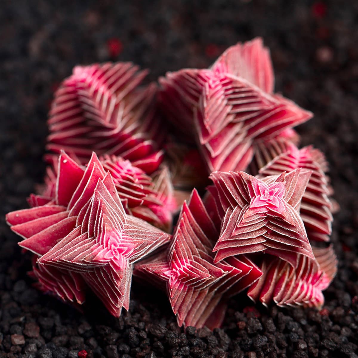 База собственного производства и продажи суккулентов оптовая продажа небольших суккулентов