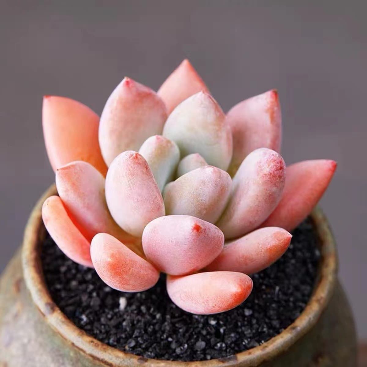 База собственного производства и продажи суккулентов оптовая продажа небольших суккулентов