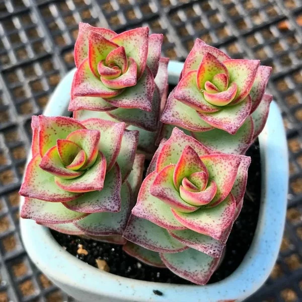 База собственного производства и продажи суккулентов оптовая продажа небольших суккулентов