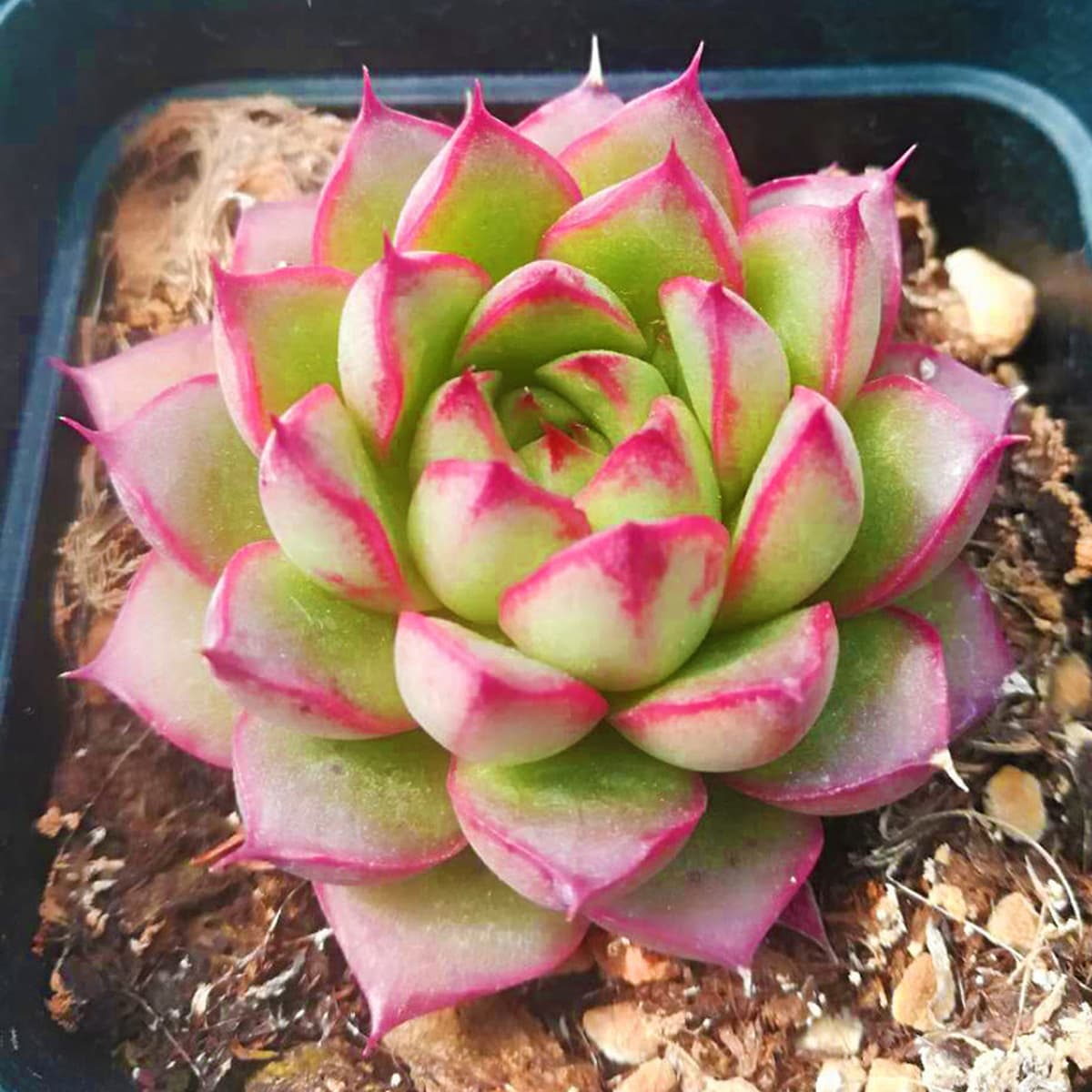 База собственного производства и продажи суккулентов оптовая продажа небольших суккулентов