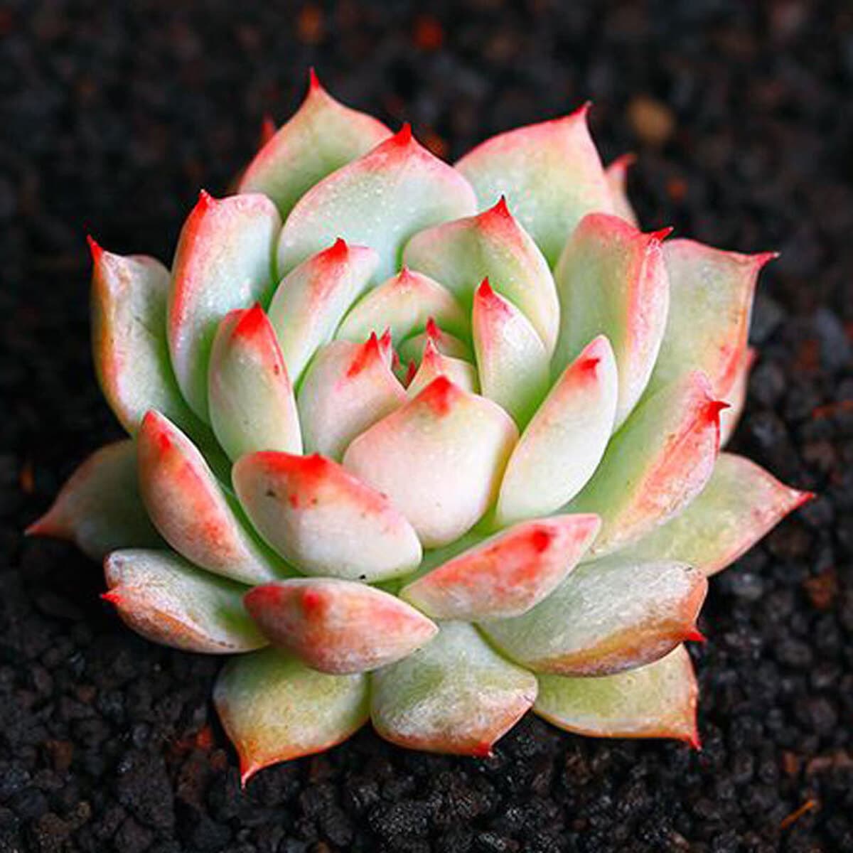 База собственного производства и продажи суккулентов оптовая продажа небольших суккулентов