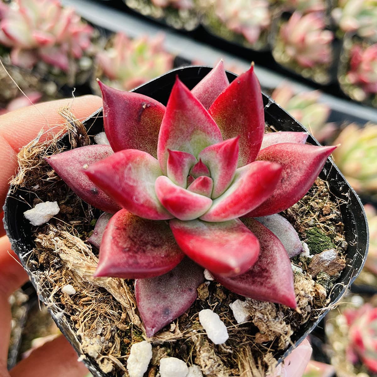 База собственного производства и продажи суккулентов оптовая продажа небольших суккулентов