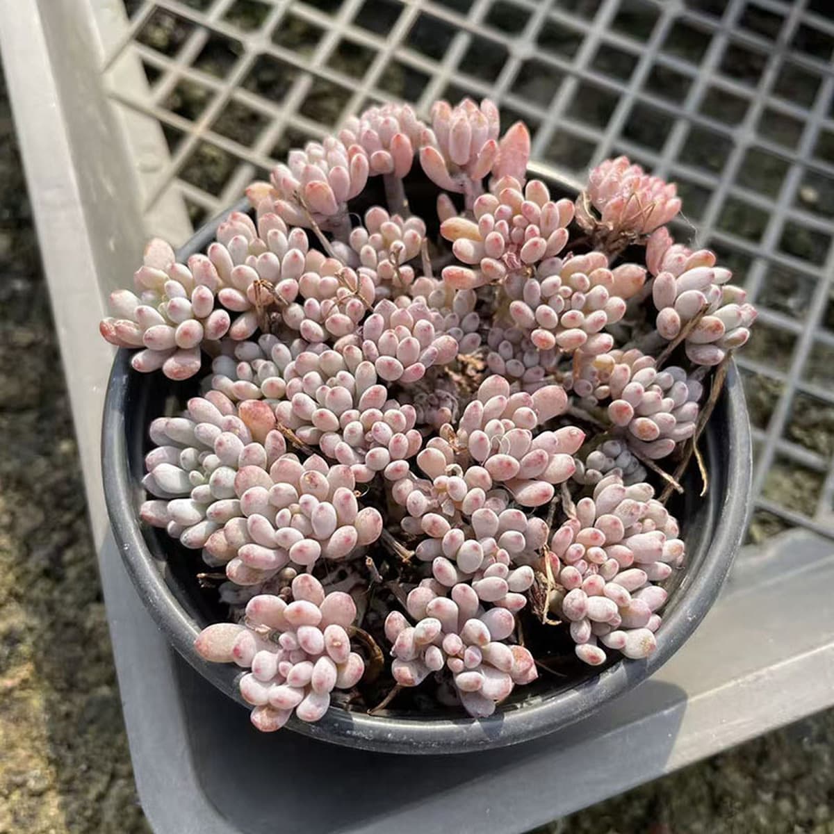 База собственного производства и продажи суккулентов оптовая продажа небольших суккулентов