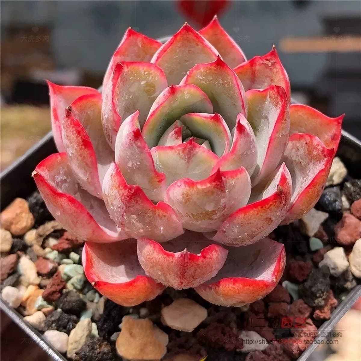 База собственного производства и продажи суккулентов оптовая продажа небольших суккулентов