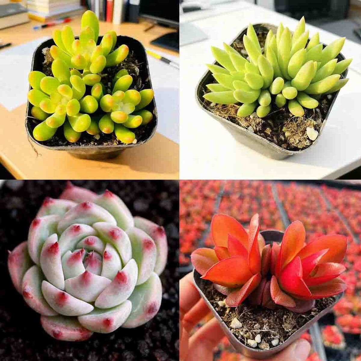 База собственного производства и продажи суккулентов оптовая продажа небольших суккулентов