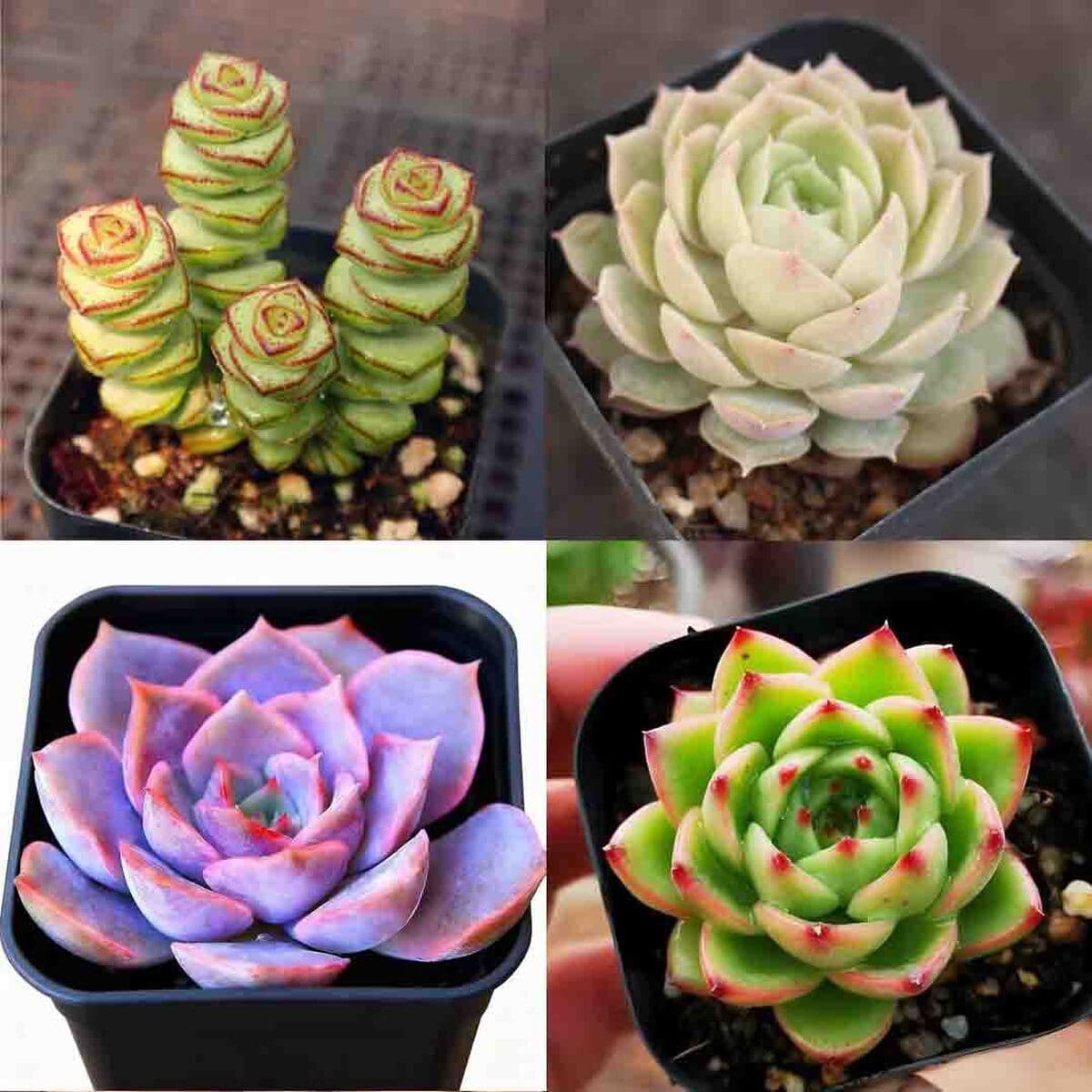 База собственного производства и продажи суккулентов оптовая продажа небольших суккулентов