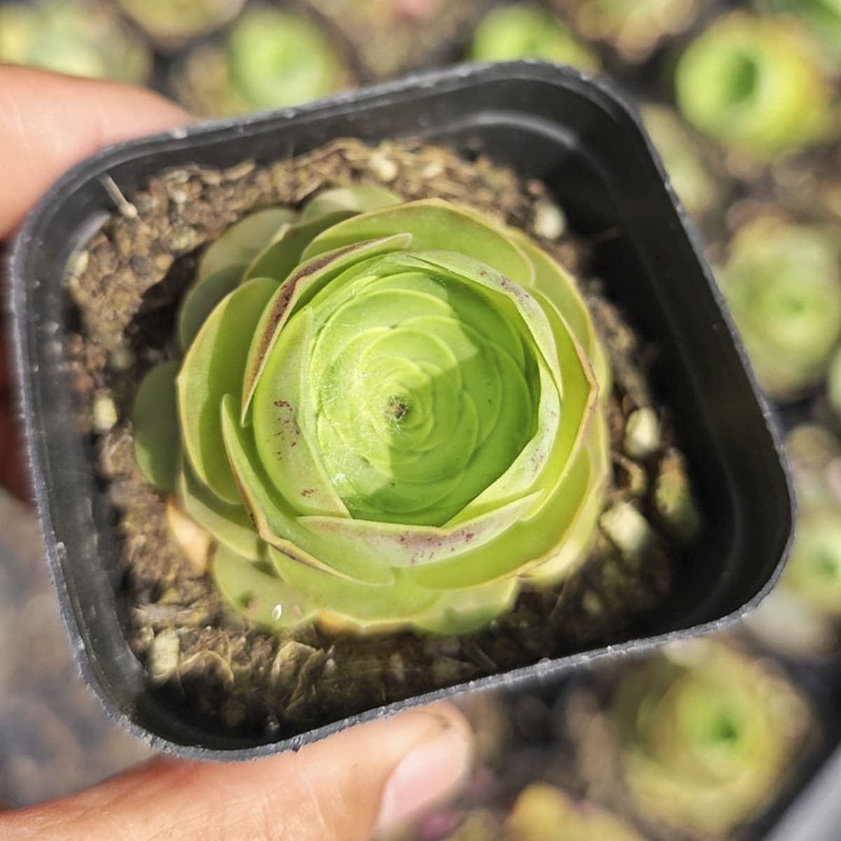 База собственного производства и продажи суккулентов оптовая продажа небольших суккулентов