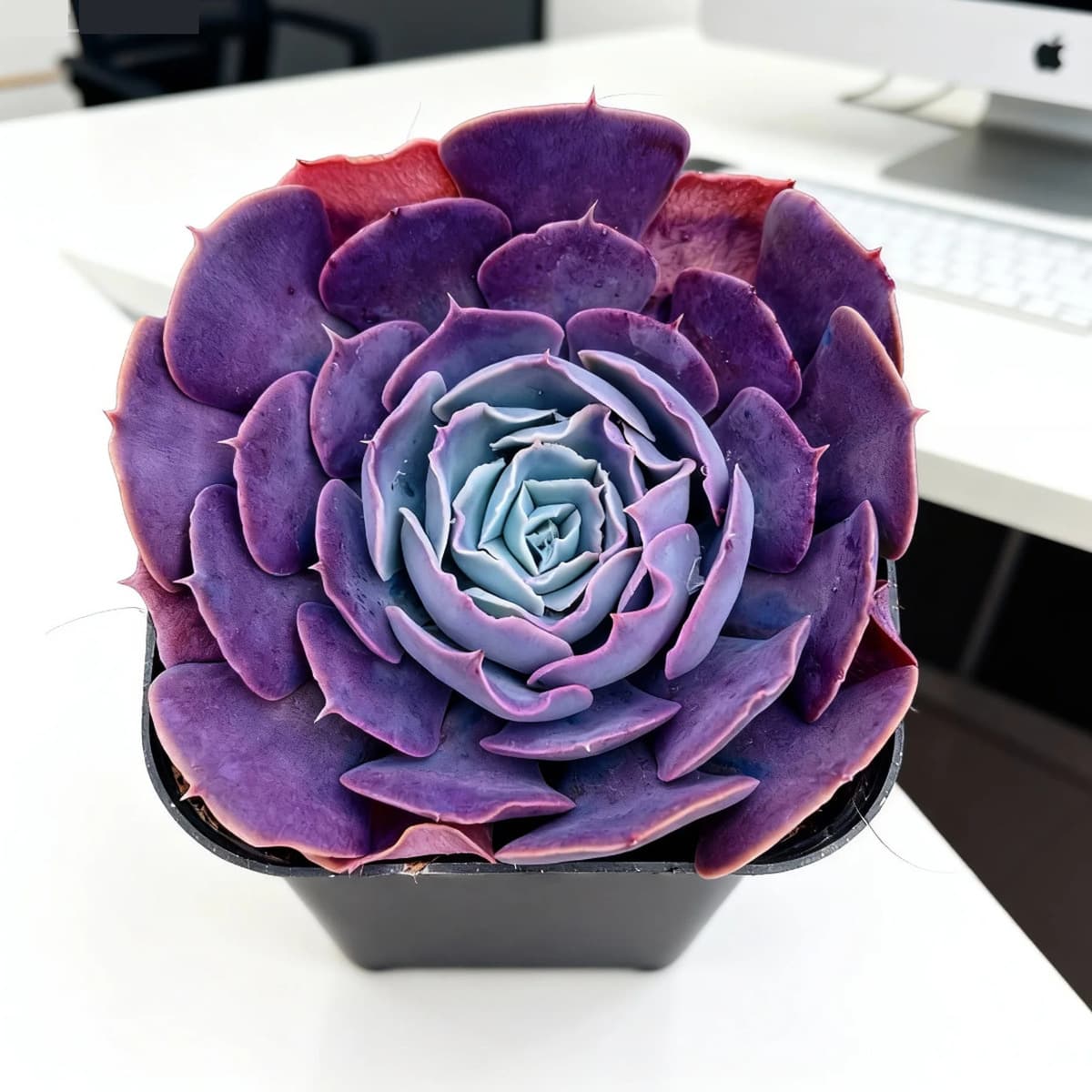 База собственного производства и продажи суккулентов оптовая продажа небольших суккулентов