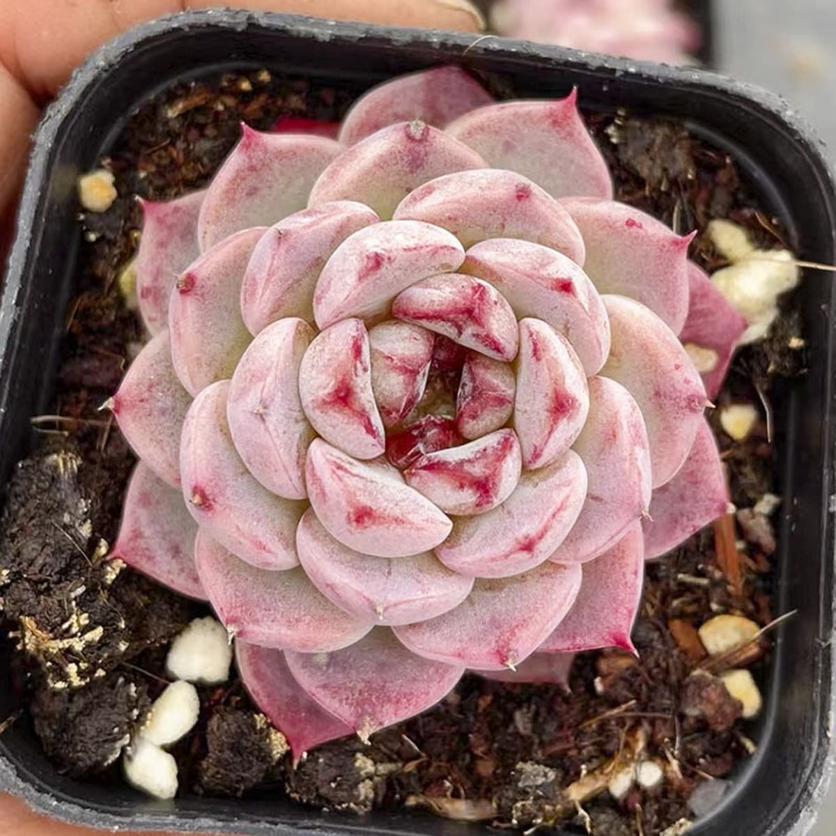 База собственного производства и продажи суккулентов оптовая продажа небольших суккулентов