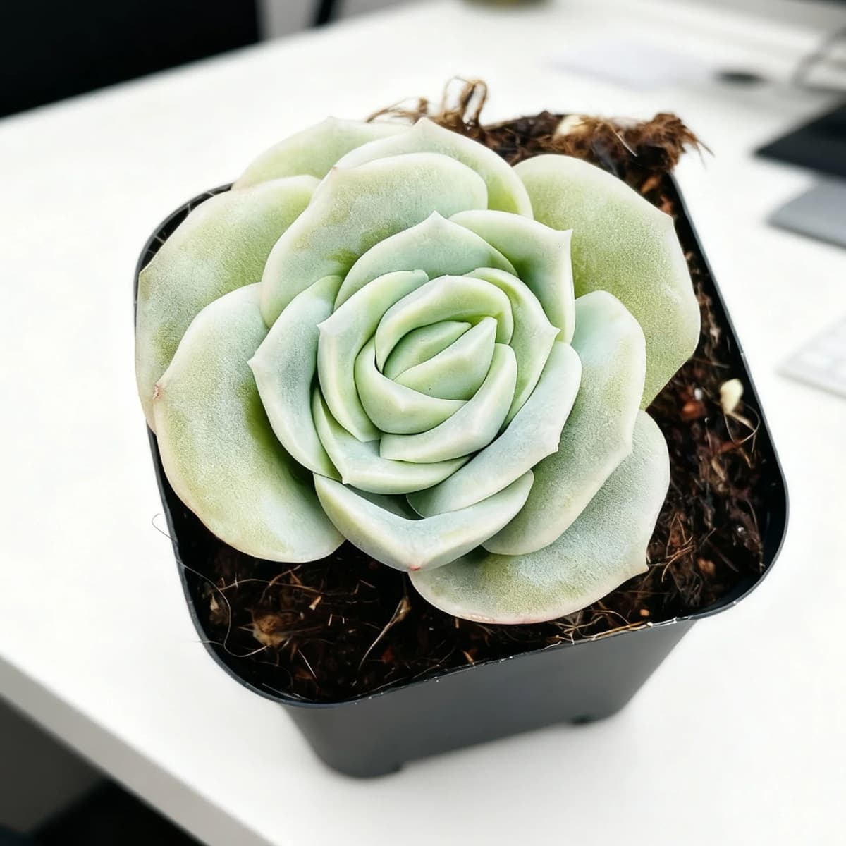 База собственного производства и продажи суккулентов оптовая продажа небольших суккулентов