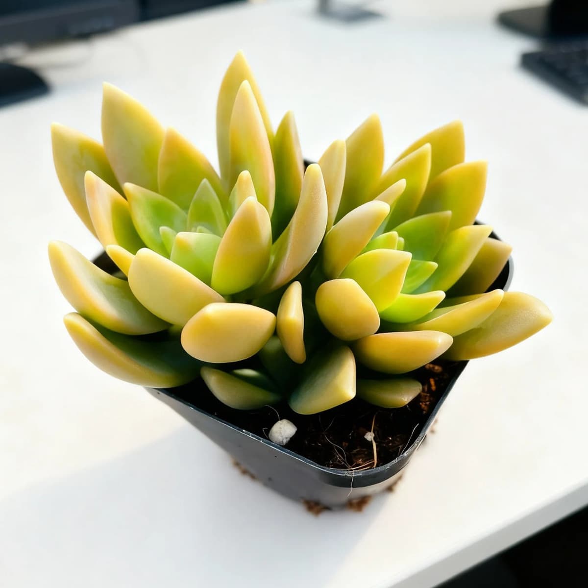 База собственного производства и продажи суккулентов оптовая продажа небольших суккулентов