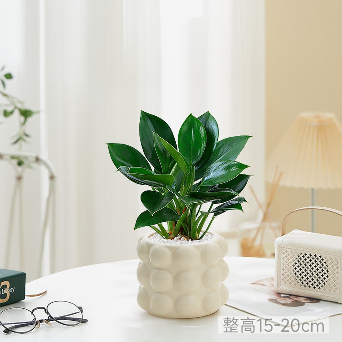 Большой горшок с золотыми бриллиантами, зеленые комнатные растения принцессы в горшках, цветы, зеленые растения для...