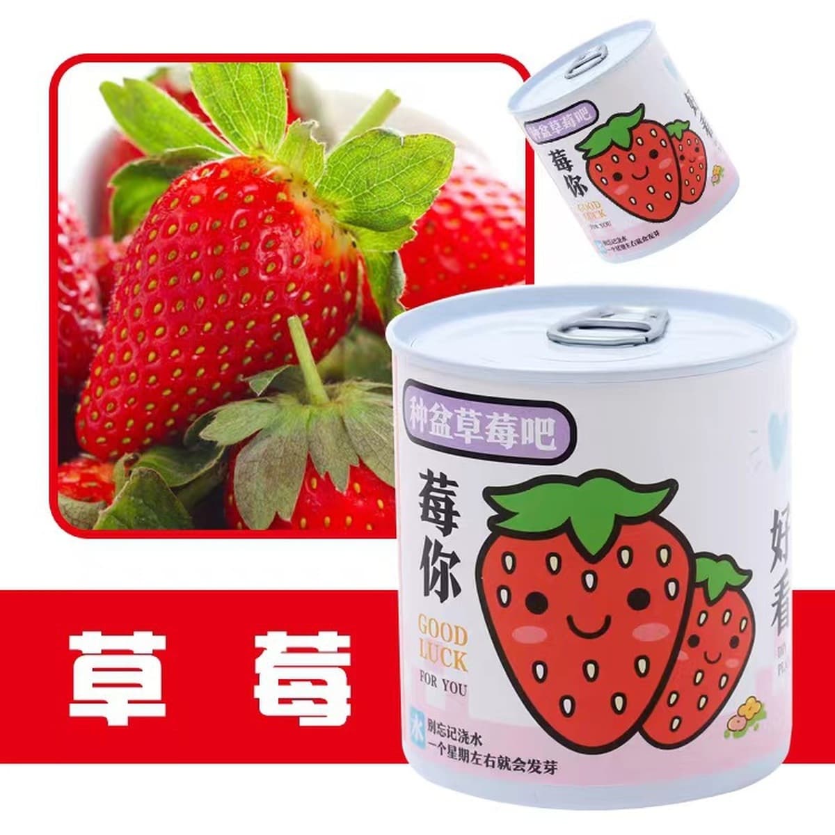 Наборы для выращивания растений в банках, цветы и растения в горшках, подарки для садоводства, выращивание фруктов для...