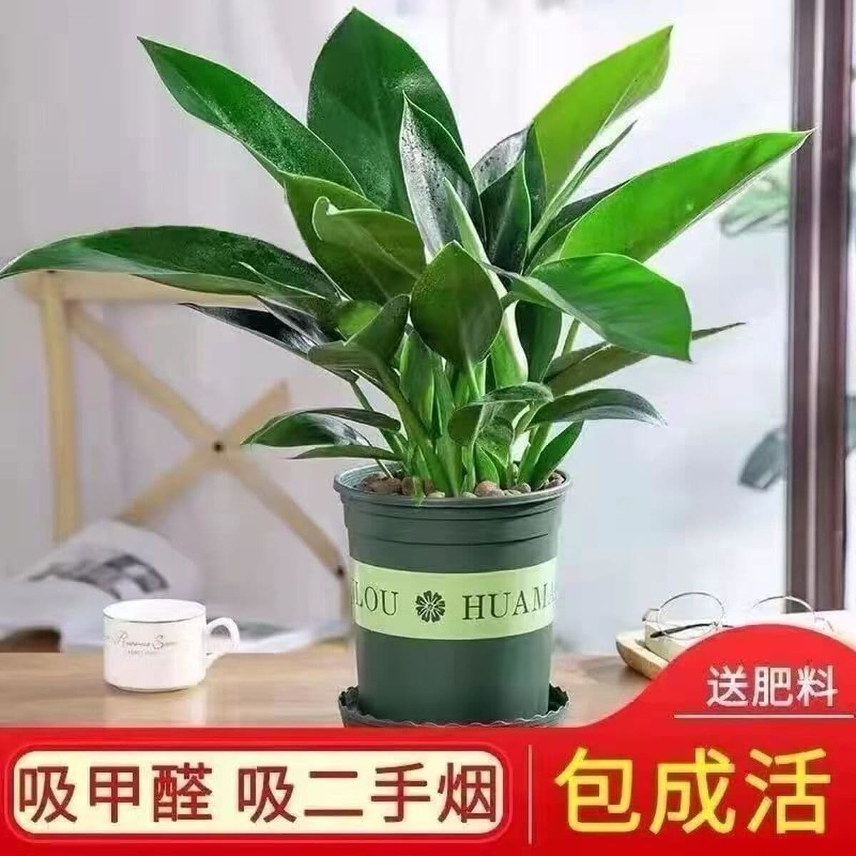 Крупнолистное золотисто-алмазное зеленое растение принцессы в горшке, вечнозеленое круглый год, поглощает формальдегид и...