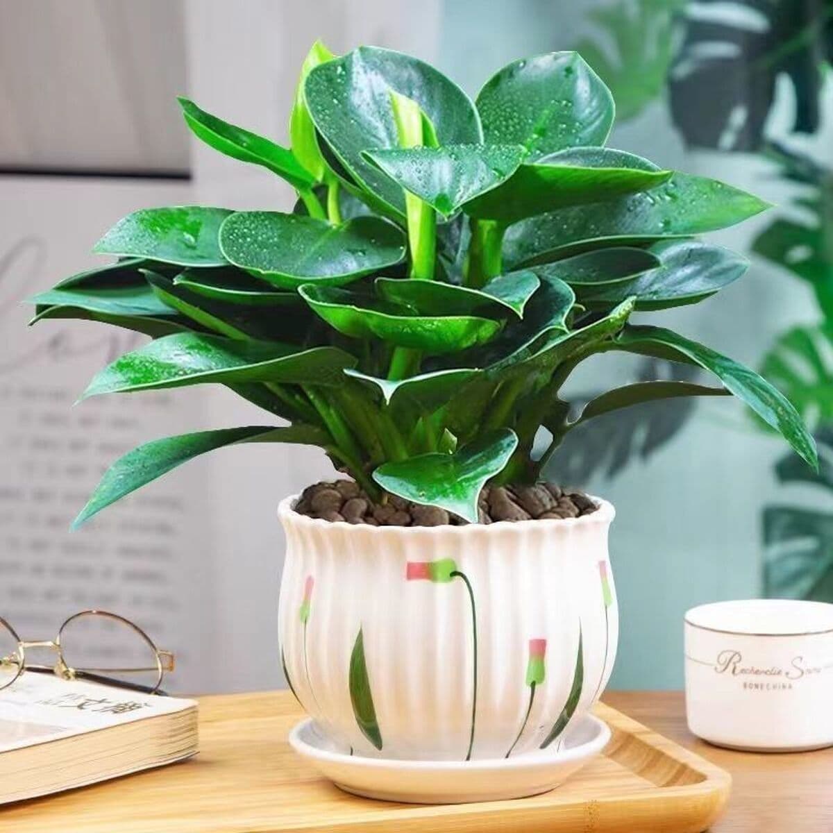 Крупнолистное золотисто-алмазное зеленое растение принцессы в горшке, вечнозеленое круглый год, поглощает формальдегид и...