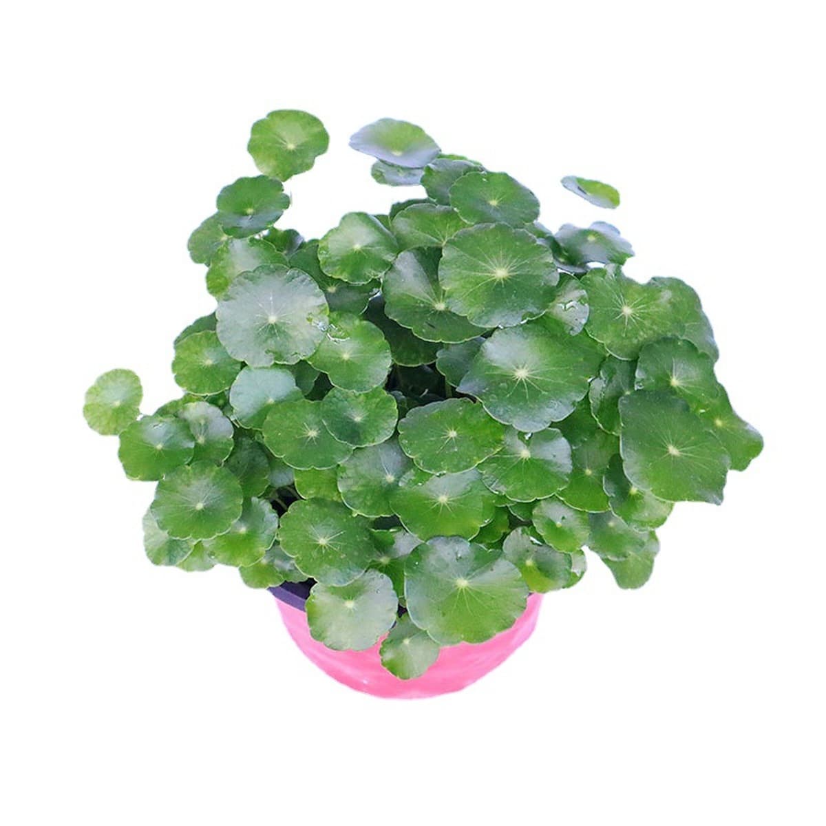 Комнатные растения с листьями каштана Penniserum Гидропонные растения офисные настольные цветы в горшках комнатные зеленые...