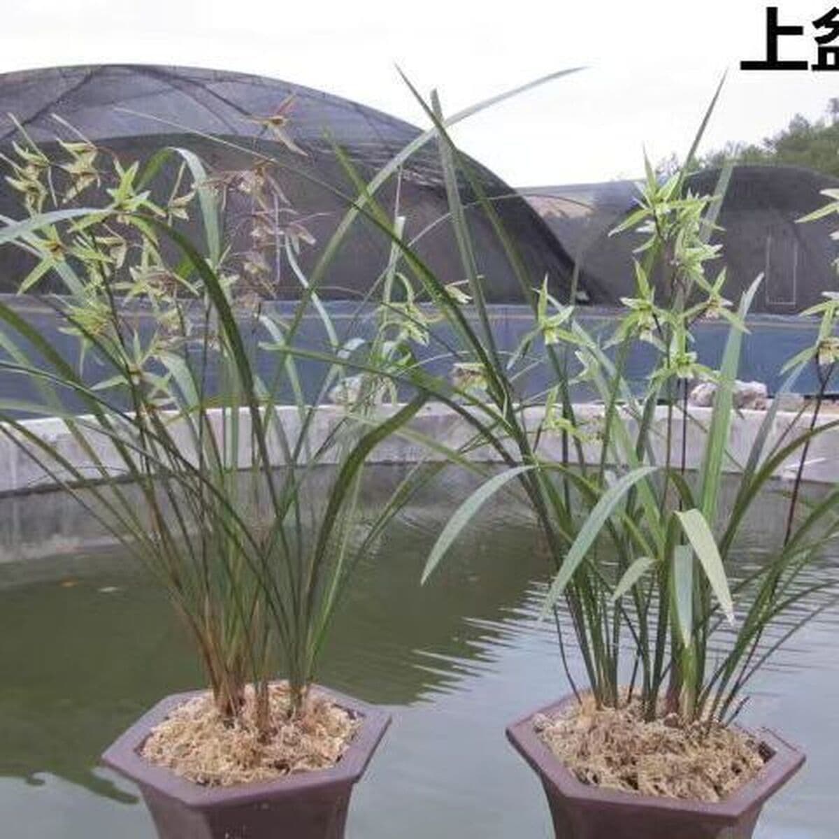 Холодная орхидея с тонкими листьями, ароматные и ценные саженцы орхидей, комнатный балкон, высококачественные зеленые...