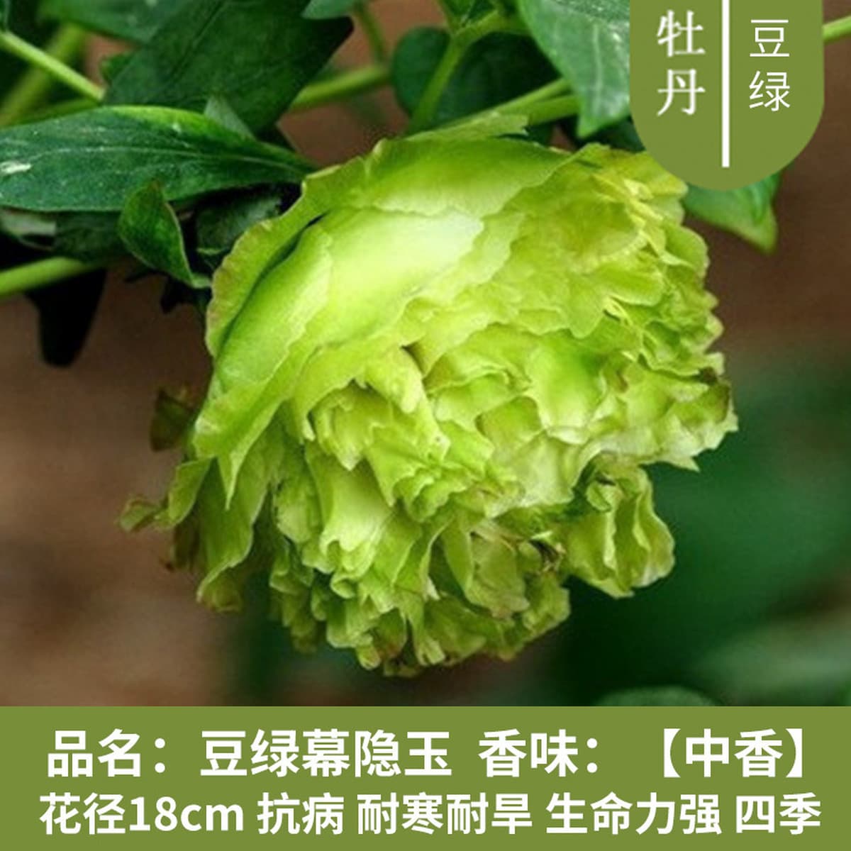 Саженцы пиона из Луояня, крупные саженцы, цветущие растения, комнатные цветы, легко выращиваемые растения в горшках, саженцы...