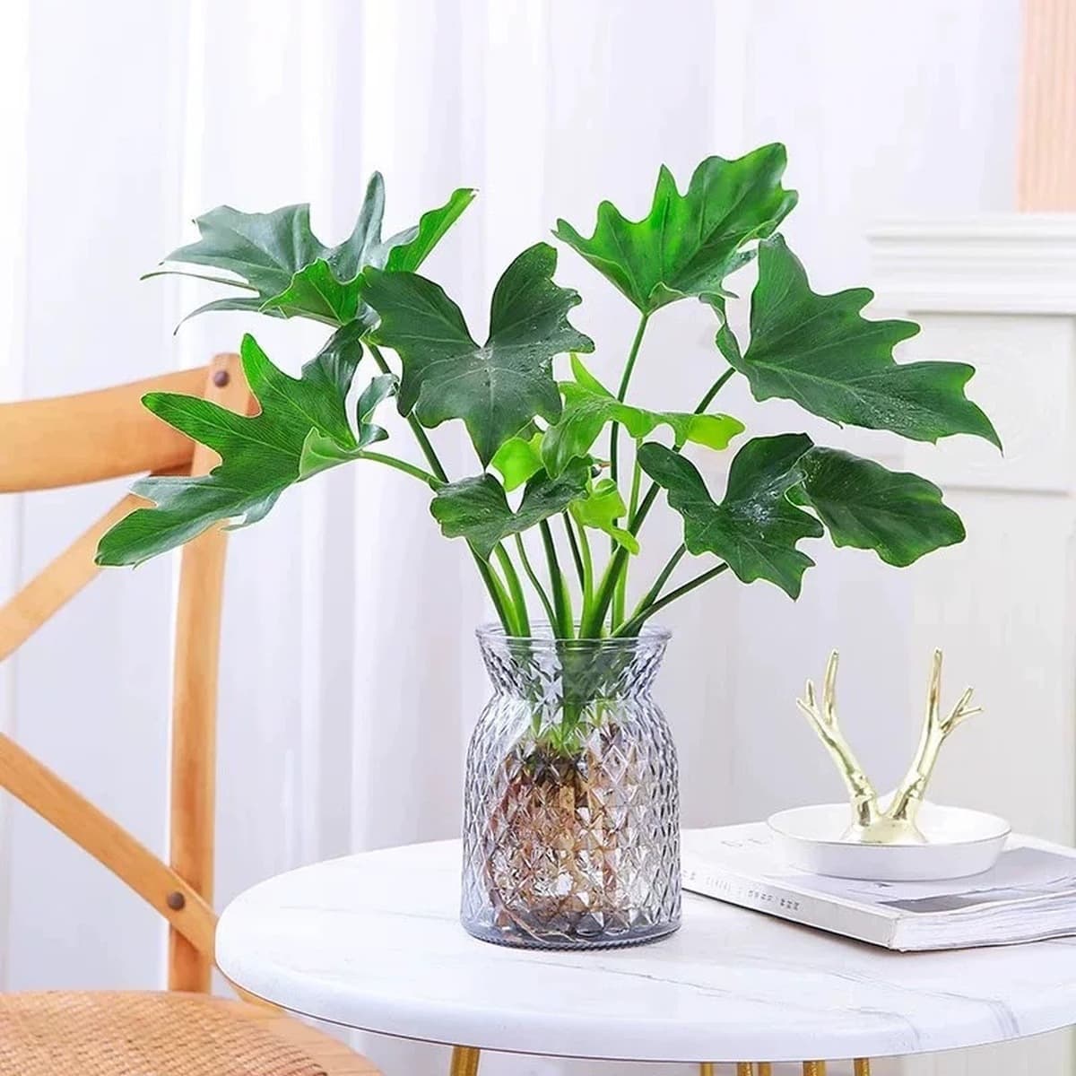 Гидропонные растения, горшечные растения с весенними перьями, плющ, комнатная монстера, зеленые растения, золотой бриллиант,...