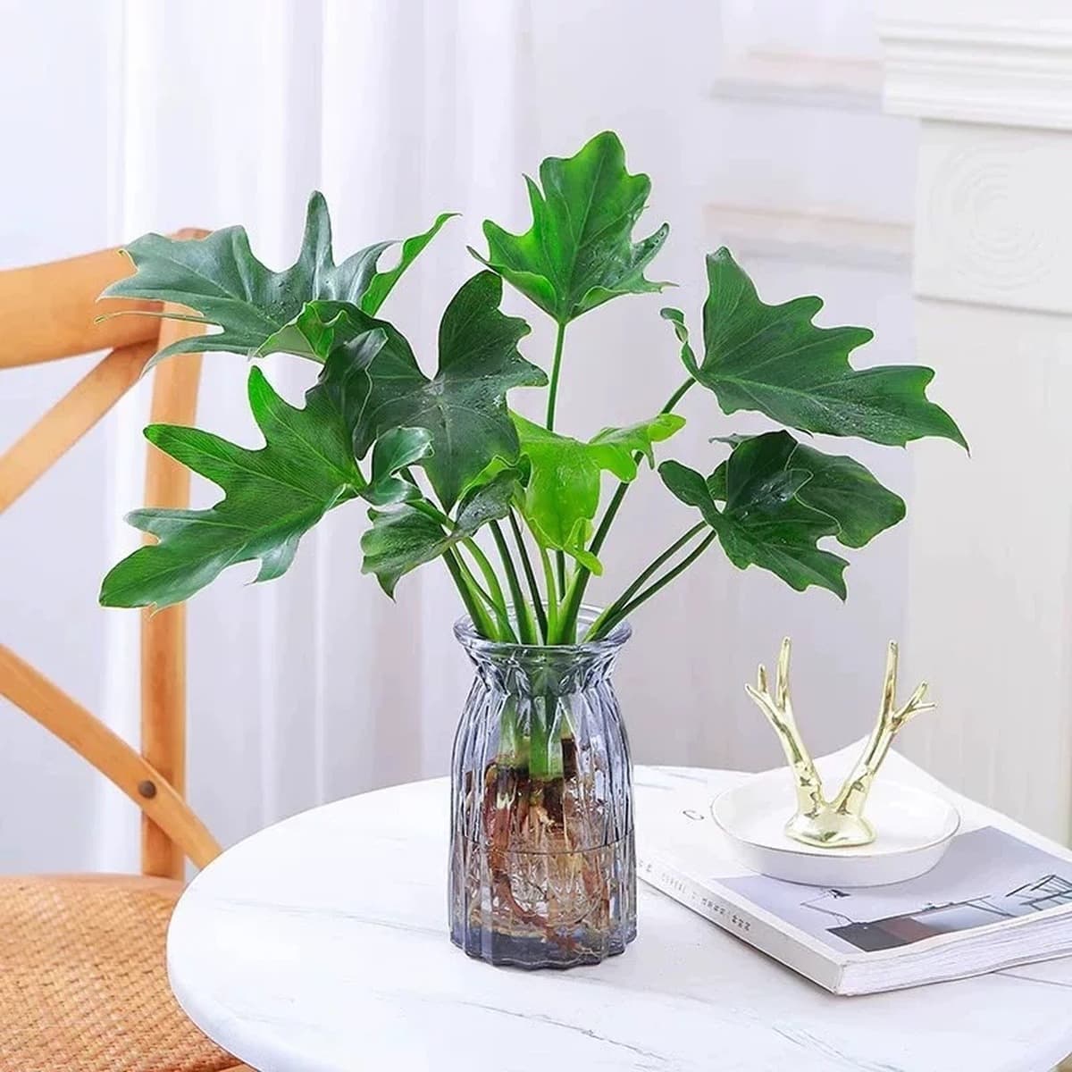 Гидропонные растения, горшечные растения с весенними перьями, плющ, комнатная монстера, зеленые растения, золотой бриллиант,...